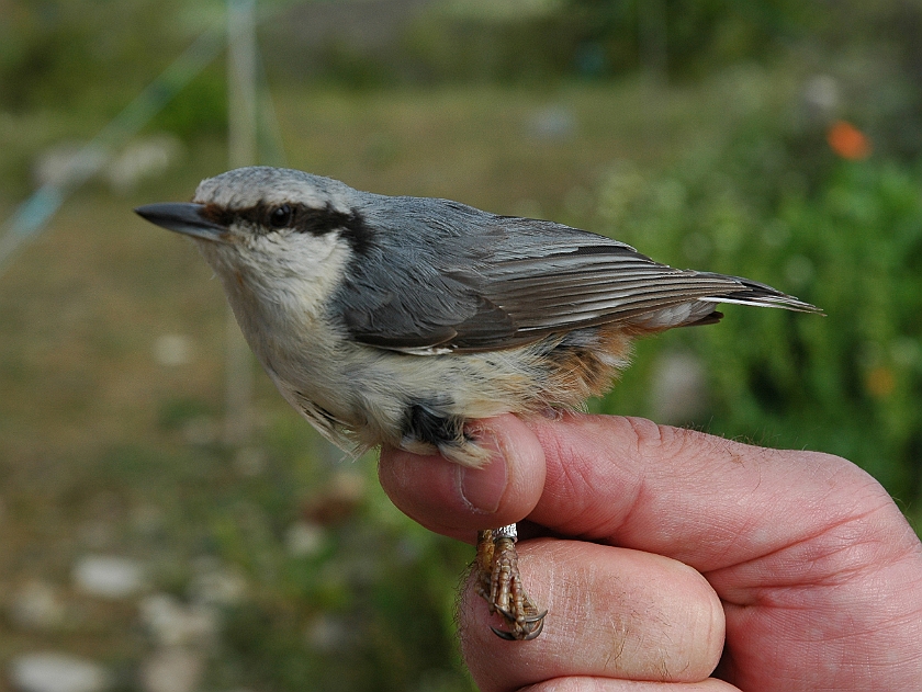 Eurasian Nuthatch, Sundre 20070525